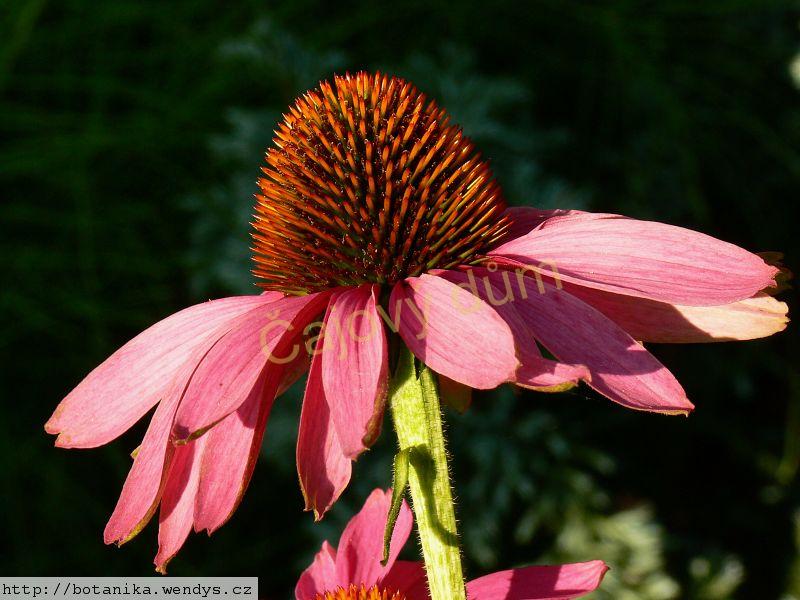 Třapatka kořen řezaný